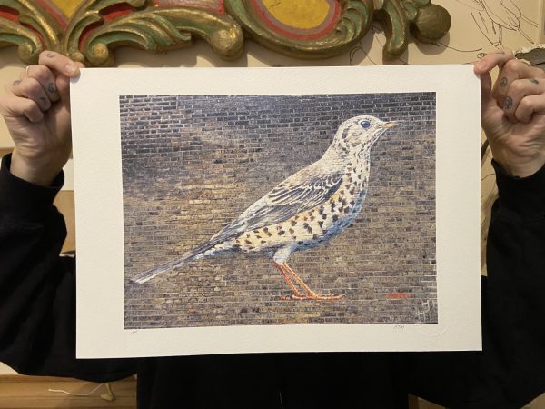 ATM - Mistle Thrush
